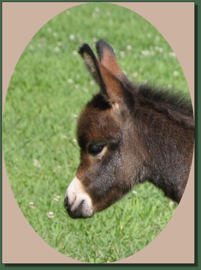 Miniature donkey for sale.