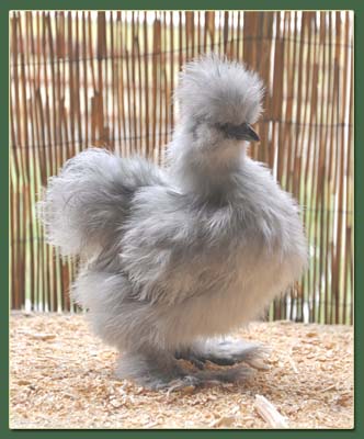 2011 Silkie Chicks