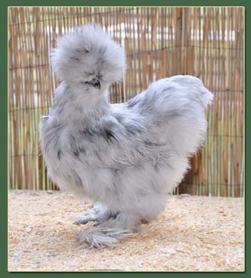 2011 Silkie Chicks