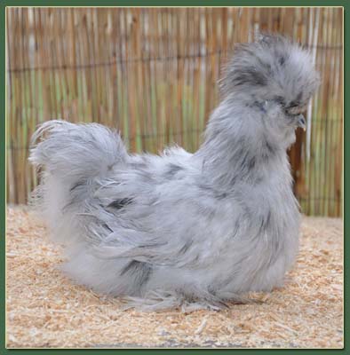 2011 Silkie Chicks