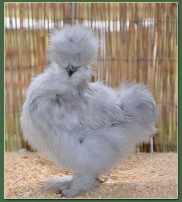 2011 Silkie Chicks