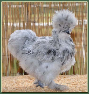 2011 Silkie Chicks