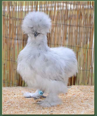 2011 Silkie Chicks