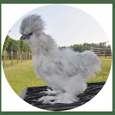 2011 Silkie Chicks