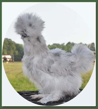 2011 Silkie Chicks