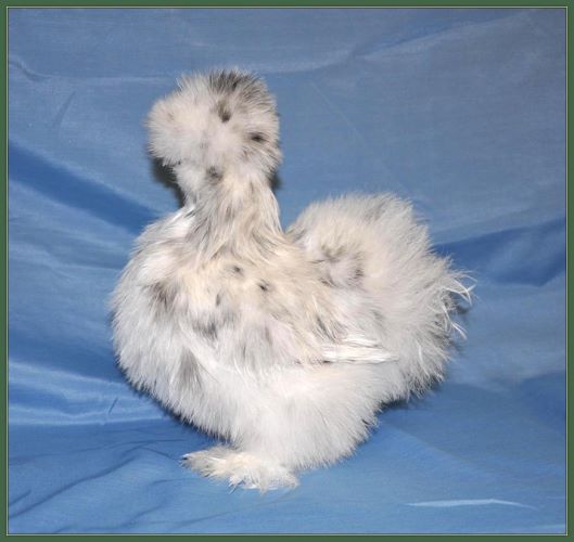 Cheyenne's Pullet