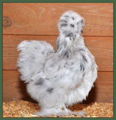 Silkie Pullet