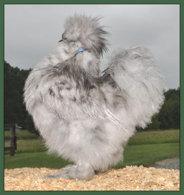 Silkie Pullet