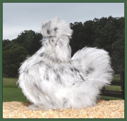 Silkie Pullet