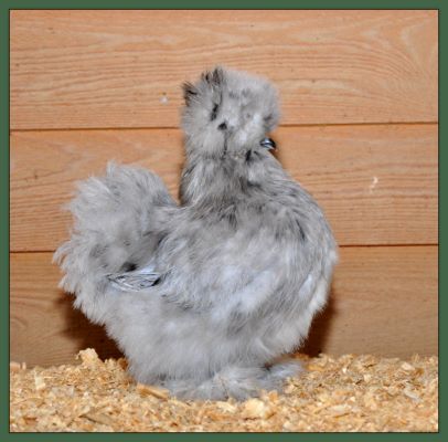 Silkie Pullet