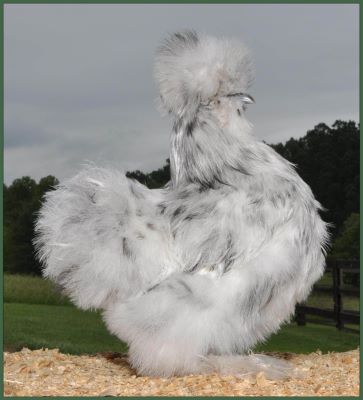 Silkie Pullet