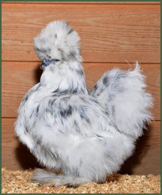 Silkie Pullet