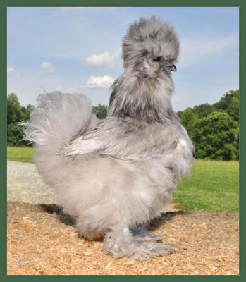 Pullet