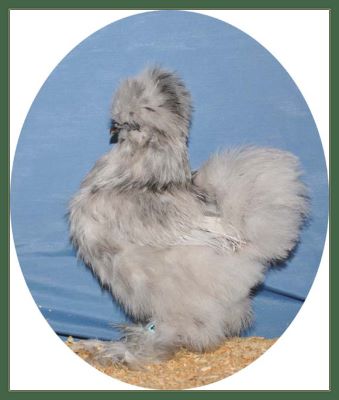 Pullet