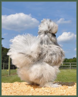 Chicks 2013 - Pullet 88Y