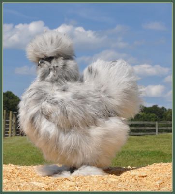 2013 Chicks - Pullet 96Y