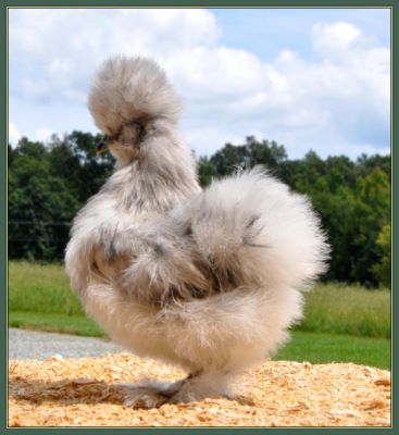 Chicks 2013 - Pullet 21G