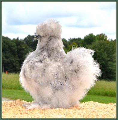 2013 Chicks - Pullet 2G