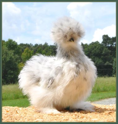 2013 Chicks - Pullet 5G