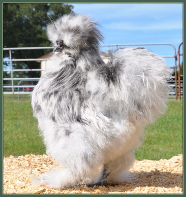 <div align="center"><a href="Silkies/2014Chicks/2014Sept/DSC_0225pullet78ga.jpg"><img src="Silkies/2014Chicks/2014Sept/DSC_0225pullet78g.jpg" alt="2014 Silkies" width="340" height="400" border="0"></a></div>