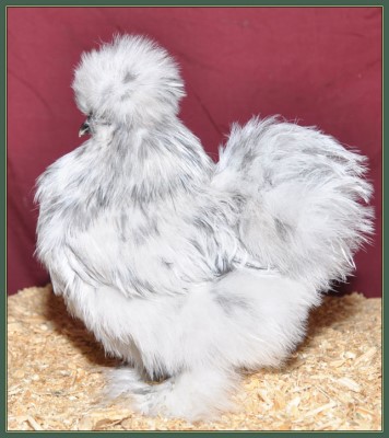 Pullet 56