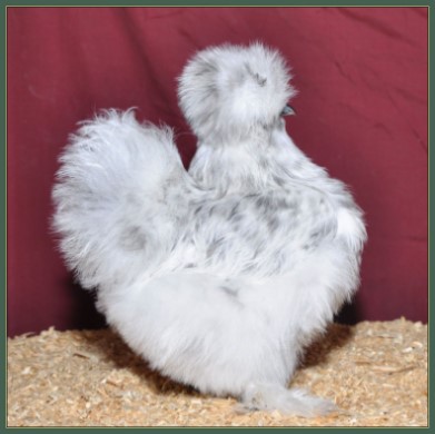 Pullet 61