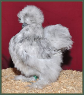 Pullet 66