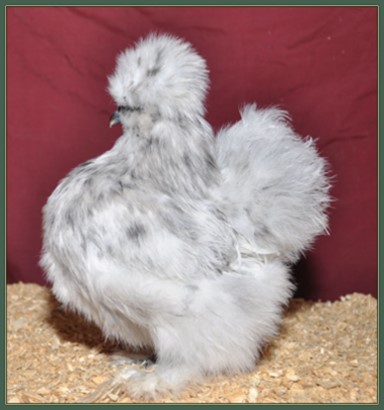 Pullet 75