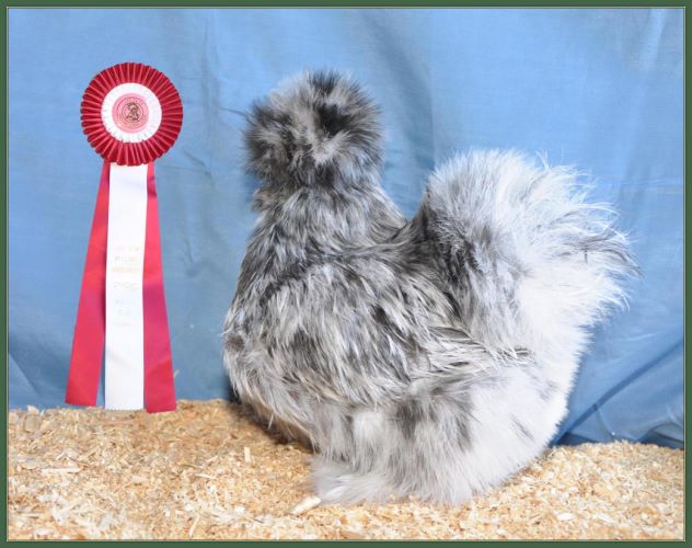 Reserve Champion Featherleg