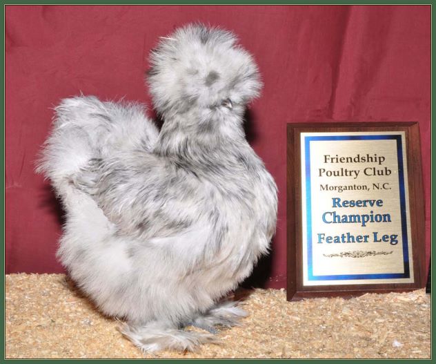 Reserve Champion Featherleg