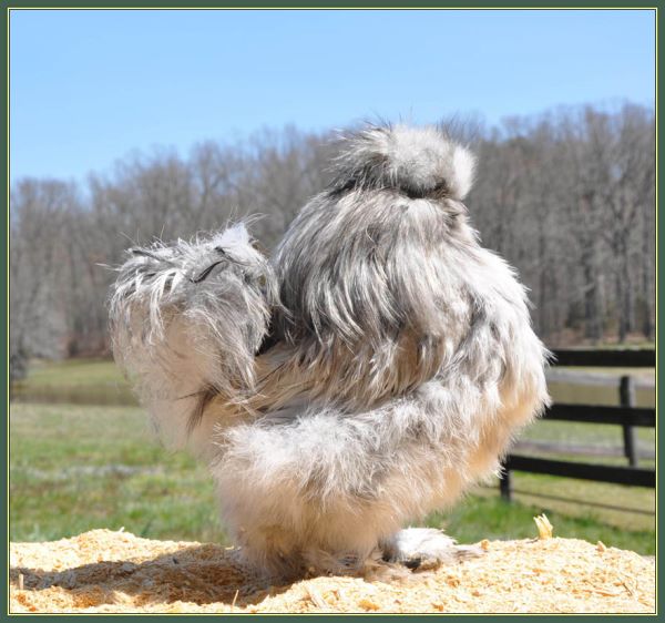 Dylan, Silkie Chicken