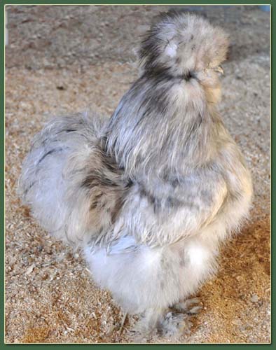 Dylan, Silkie Chicken