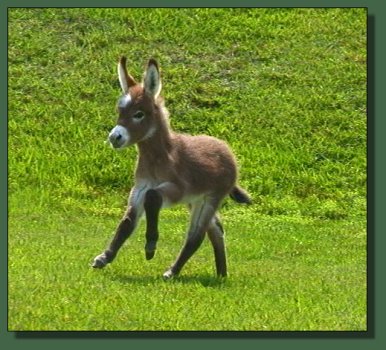 Cedar Creek Scarlet Starlet