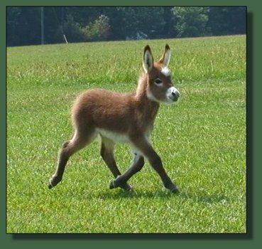 Cedar Creek Scarlet Starlet