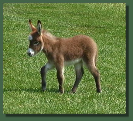 Cedar Creek Scarlet Starlet