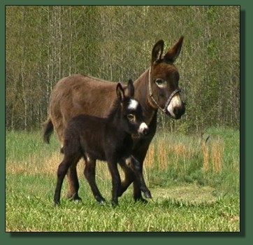 Glory's 2008 Jack foal