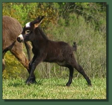 Glory's 2008 Jack Foal