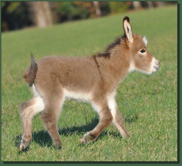 Miniature Donkey Jennet