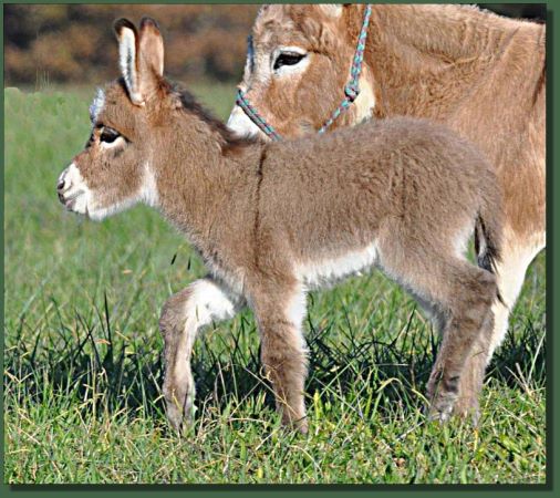 Miniature Donkey Jennet