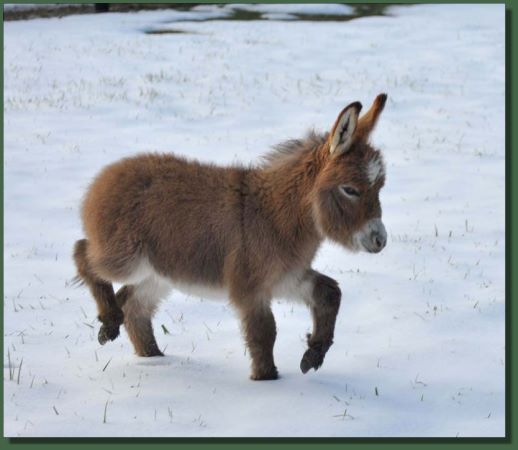 Miniature Donkey Jennet