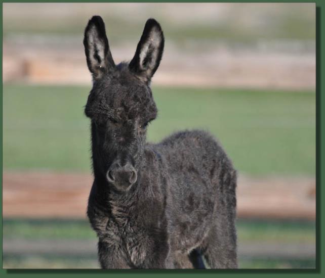 Cedar Creek Shady Lady, miniature donkey jennet for sale