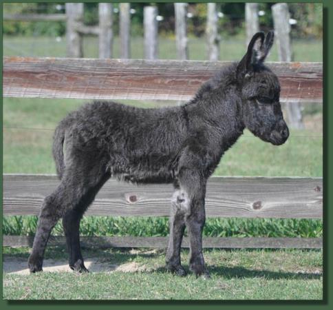 Cedar Creek Shady Lady, miniature donkey jennet for sale