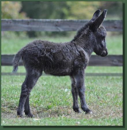 Cedar Creek Shady Lady, miniature donkey jennet for sale