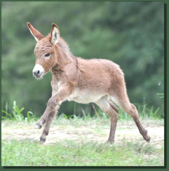 Cedar Creek Gypsy Rose, red miniature donkey jennet for sale