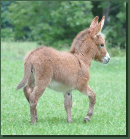 Cedar Creek Gypsy Rose, red miniature donkey jennet for sale