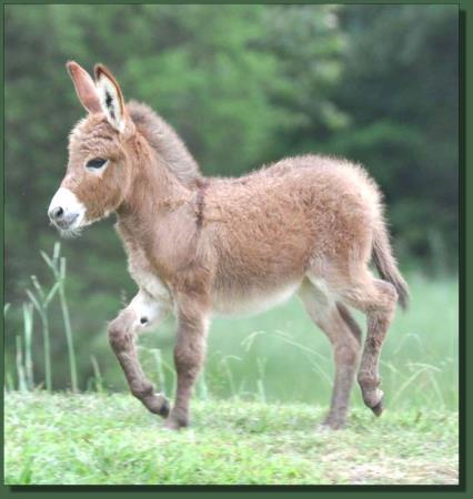 Cedar Creek Gypsy Rose, red miniature donkey jennet for sale