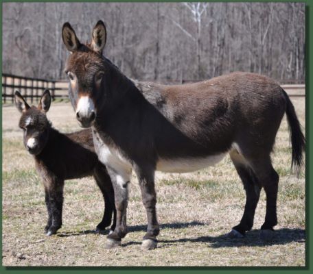 Cedar Creek Sheza Fanci Fox & her dam, Fancy That