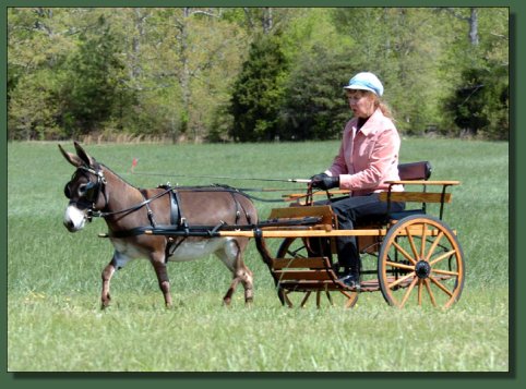 Cedar Creek Farm's April Love