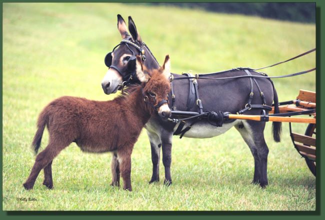 Cedar Creek Farm's April Love & foal, Mini Cooper