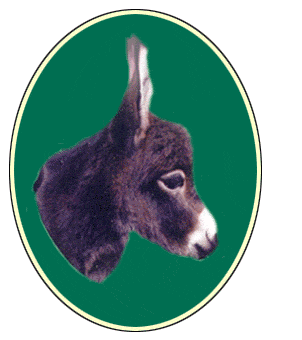 Miniature Donkeys for Sale